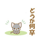 【犬屋】うちの子1番(チワワ)④（個別スタンプ：16）