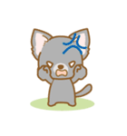 【犬屋】うちの子1番(チワワ)④（個別スタンプ：31）