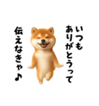 エッホエッホ柴犬（個別スタンプ：6）