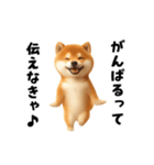 エッホエッホ柴犬（個別スタンプ：16）