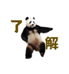 動く！踊る！リアルなパンダミーム（個別スタンプ：2）