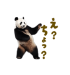 動く！踊る！リアルなパンダミーム（個別スタンプ：8）