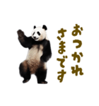 動く！踊る！リアルなパンダミーム（個別スタンプ：9）