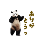 動く！踊る！リアルなパンダミーム（個別スタンプ：10）