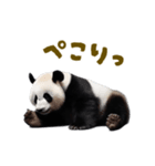 動く！踊る！リアルなパンダミーム（個別スタンプ：12）
