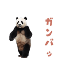 動く！踊る！リアルなパンダミーム（個別スタンプ：15）