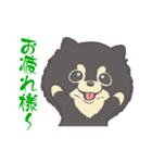 ポメラニアンのもぐおくん（個別スタンプ：1）