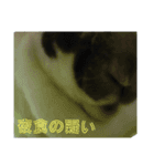 旧背伸び系うさグラドル（個別スタンプ：11）