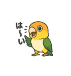 シロハラインコのちくわちゃん（個別スタンプ：1）