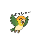 シロハラインコのちくわちゃん（個別スタンプ：3）