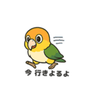 シロハラインコのちくわちゃん（個別スタンプ：7）