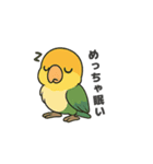 シロハラインコのちくわちゃん（個別スタンプ：11）