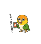 シロハラインコのちくわちゃん（個別スタンプ：15）