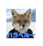 AnimalSecurity（個別スタンプ：12）