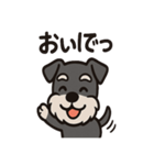 ごきげんシュナのスタンプセット（個別スタンプ：4）