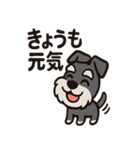 ごきげんシュナのスタンプセット（個別スタンプ：15）