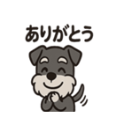 ごきげんシュナのスタンプセット（個別スタンプ：31）