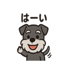 ごきげんシュナのスタンプセット（個別スタンプ：33）