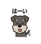 ごきげんシュナのスタンプセット（個別スタンプ：36）