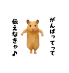 エッホエッホキンクマハムスター（個別スタンプ：19）