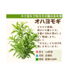 架空植物図鑑（個別スタンプ：2）