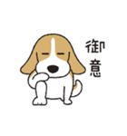 ビーグル犬「ピノ」（改）（個別スタンプ：31）