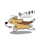 ビーグル犬「ピノ」（改）（個別スタンプ：40）