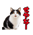 三重弁☆にゃんこ（個別スタンプ：1）