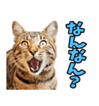 三重弁☆にゃんこ（個別スタンプ：3）