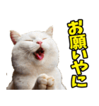 三重弁☆にゃんこ（個別スタンプ：7）