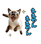 三重弁☆にゃんこ（個別スタンプ：8）