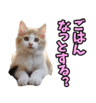 三重弁☆にゃんこ（個別スタンプ：10）