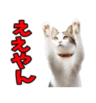 三重弁☆にゃんこ（個別スタンプ：11）