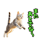 三重弁☆にゃんこ（個別スタンプ：14）