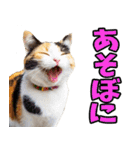 三重弁☆にゃんこ（個別スタンプ：19）