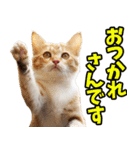 三重弁☆にゃんこ（個別スタンプ：21）