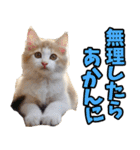 三重弁☆にゃんこ（個別スタンプ：22）