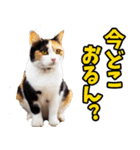 三重弁☆にゃんこ（個別スタンプ：26）