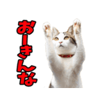 三重弁☆にゃんこ（個別スタンプ：30）