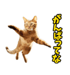 三重弁☆にゃんこ（個別スタンプ：31）