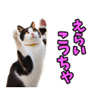 三重弁☆にゃんこ（個別スタンプ：34）
