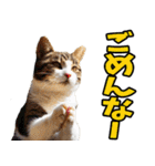 三重弁☆にゃんこ（個別スタンプ：36）