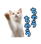 三重弁☆にゃんこ（個別スタンプ：37）
