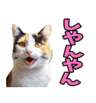 三重弁☆にゃんこ（個別スタンプ：39）