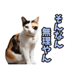 三重弁☆にゃんこ（個別スタンプ：40）