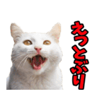 徳島阿波弁☆にゃんこ（個別スタンプ：1）