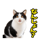 徳島阿波弁☆にゃんこ（個別スタンプ：2）