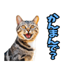 徳島阿波弁☆にゃんこ（個別スタンプ：3）