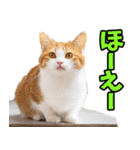 徳島阿波弁☆にゃんこ（個別スタンプ：4）