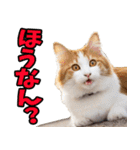 徳島阿波弁☆にゃんこ（個別スタンプ：6）